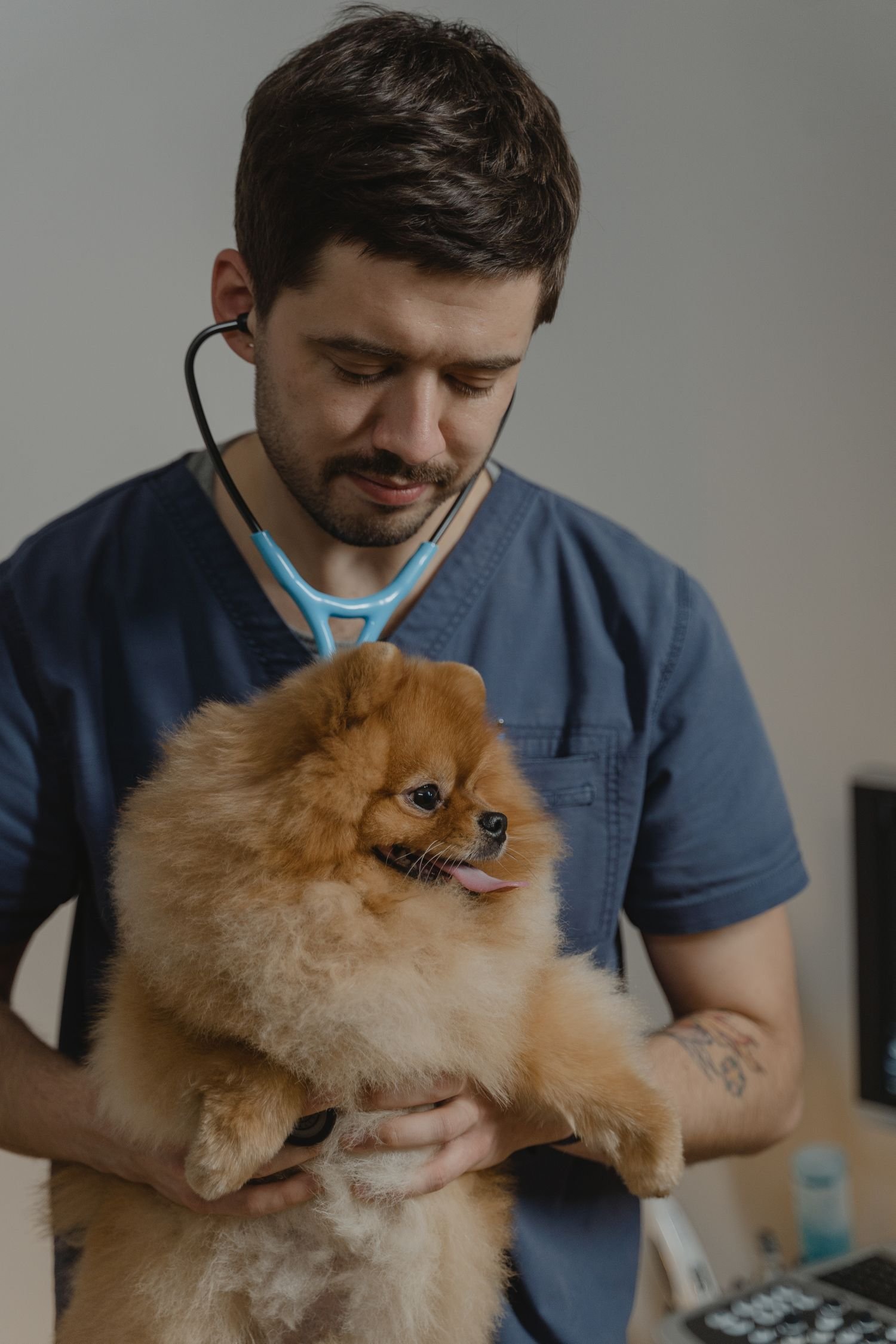 Veteriner hekim bir köpeği muayene ediyor